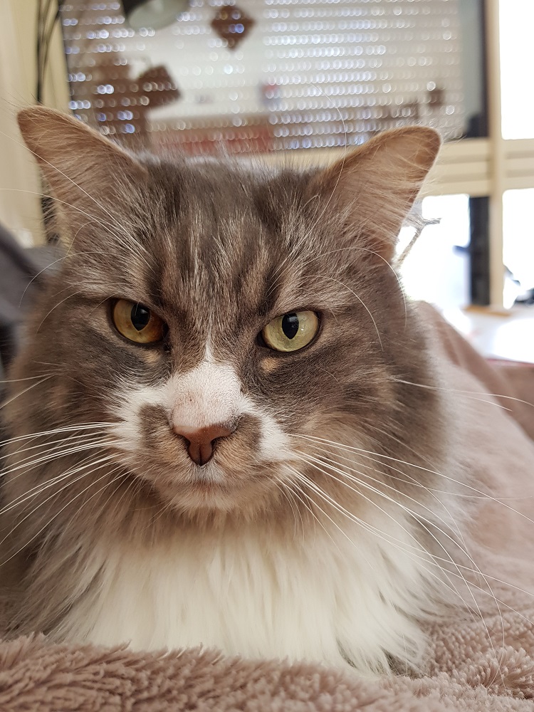 Photo d'un chat nommé Blue