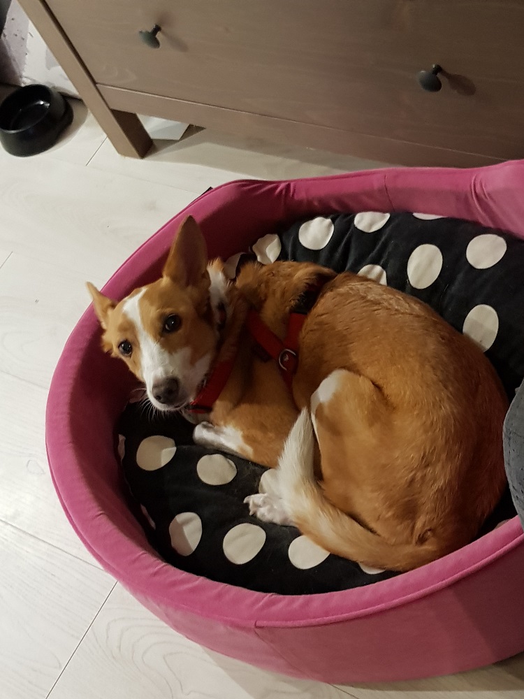 Photo d'un chien nommé Duchesse