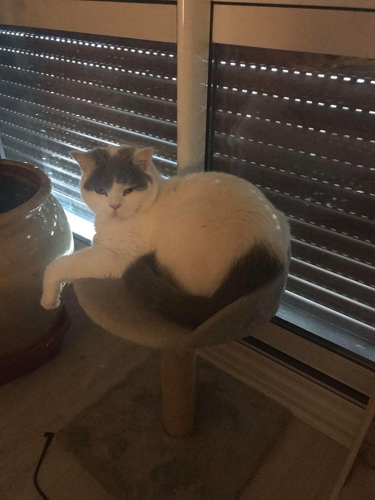 Photo d'un chat nommé Baloo