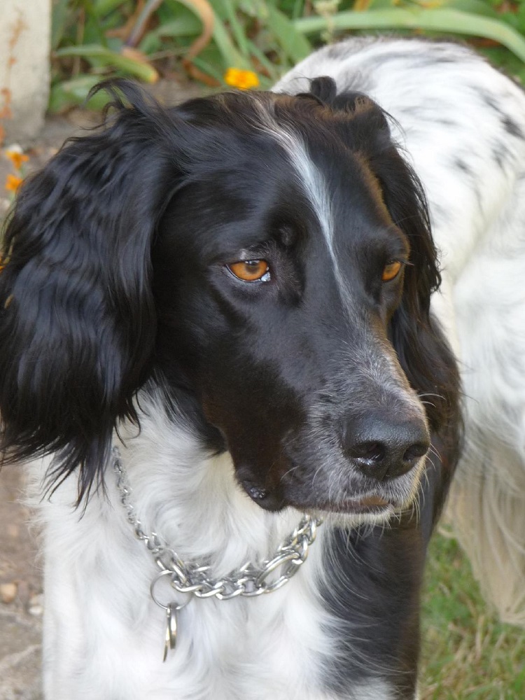 Photo d'un chien nommé Baya