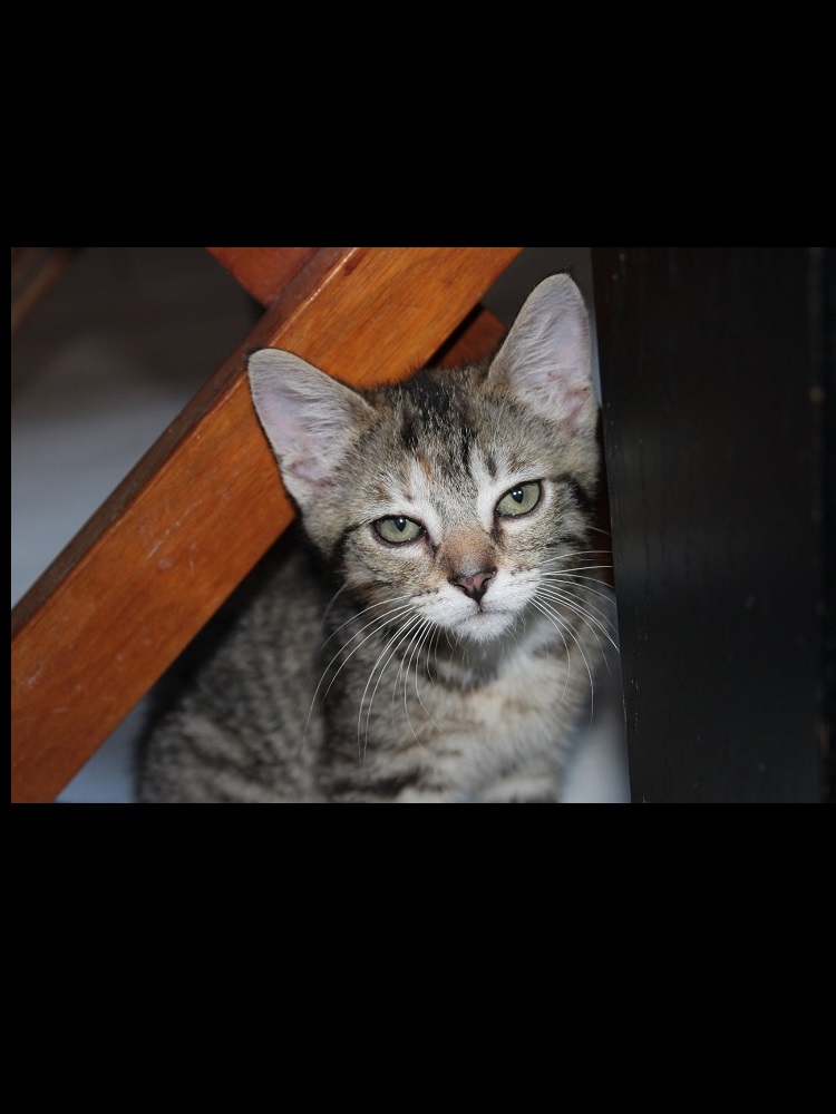 Photo d'un chat nommé Prune