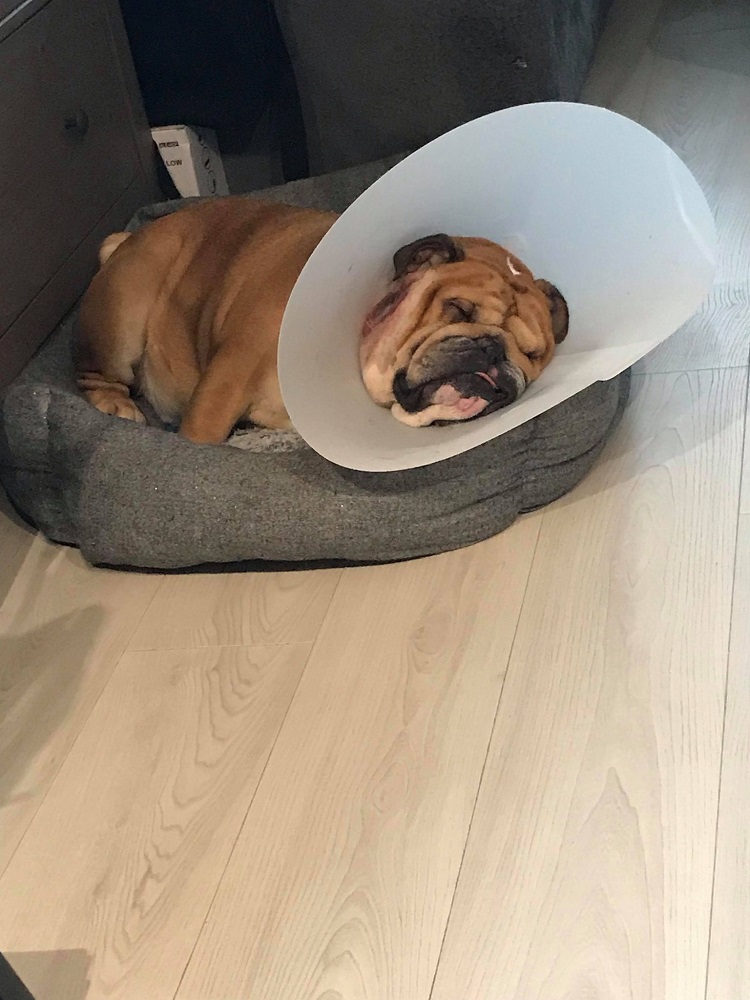 Photo d'un chien nommé Charlie