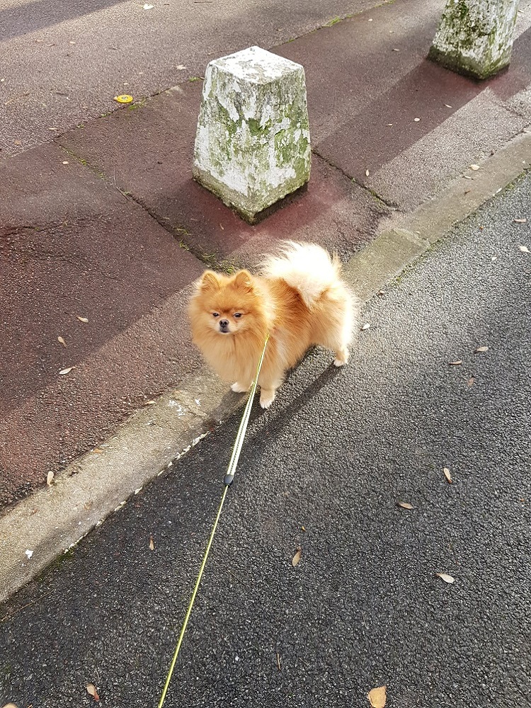 Photo d'un chien qui tourne nommé Cookie