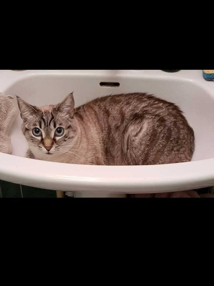 Photo d'un chat nommé Gaya