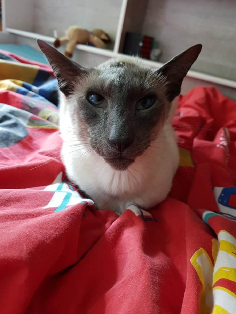 Photo d'un siamois nommé Gribouille