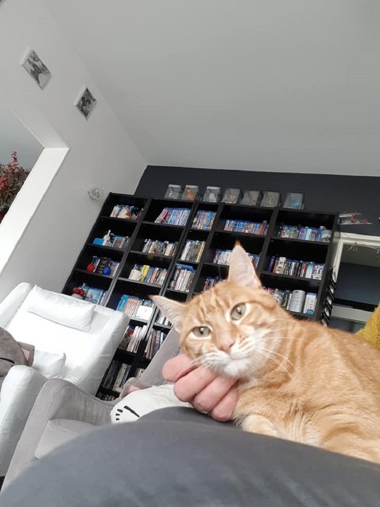 Photo d'un chat nommé Hermes
