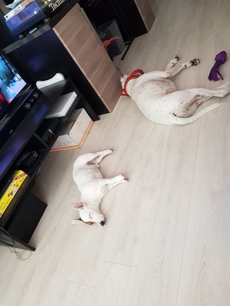 Photo de deux chiens nommés Izy et Milky