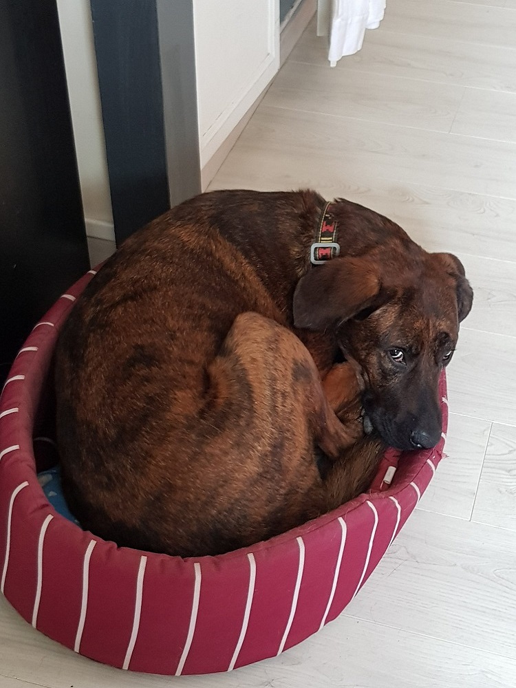 Photo d'un chien nommé Junior