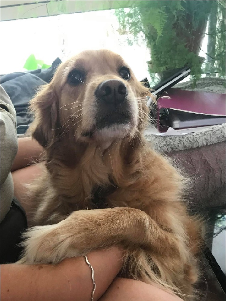 Photo d'un chien nommé Laurel