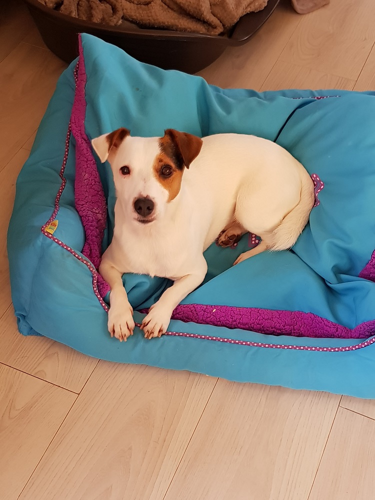 Photo d'un chien nommé Lipton