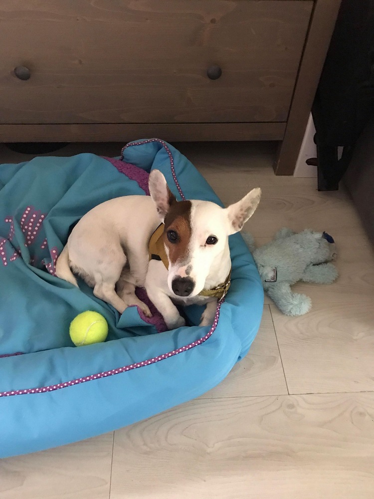 Photo d'un chien nommé Milky dit Nounoune
