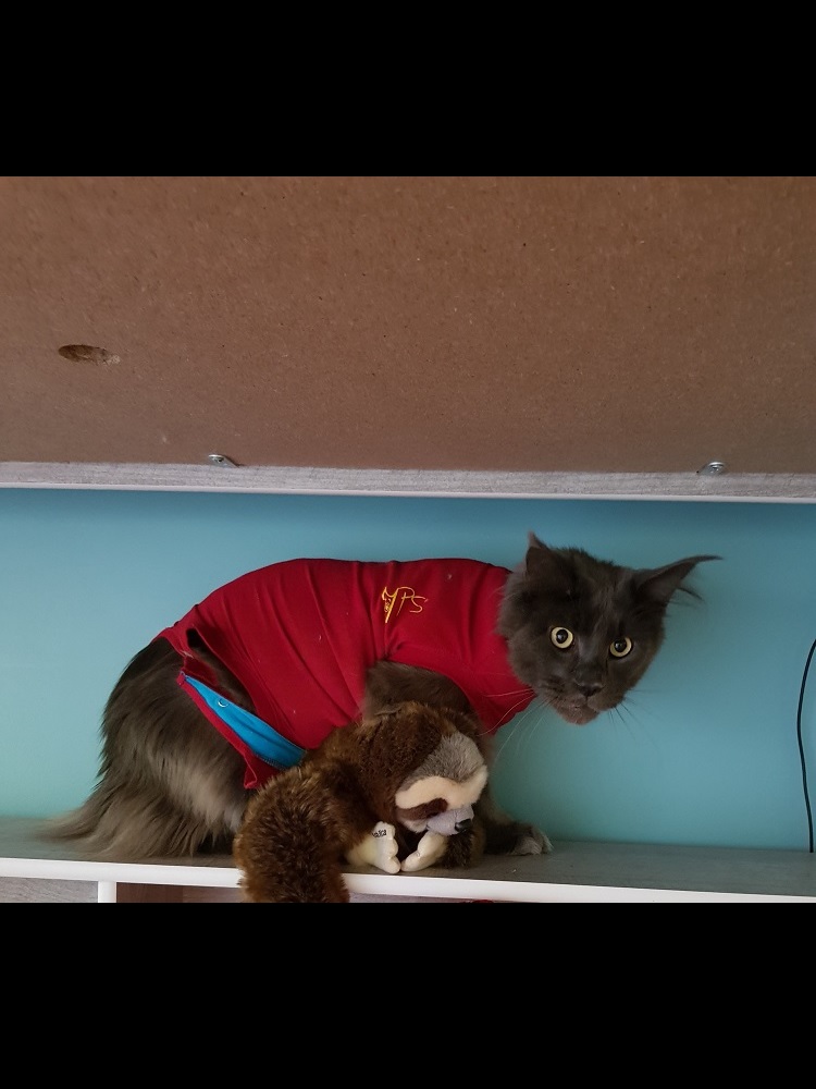 Photo d'un chat nommé Neptune