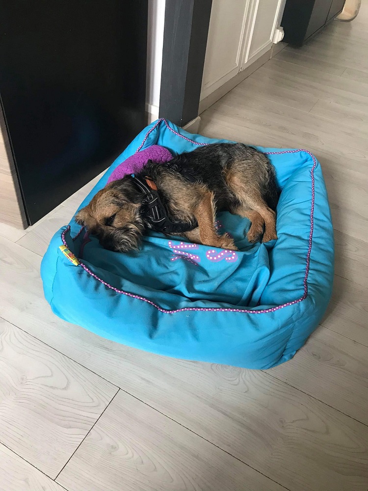 Photo d'un chien nommé Nino dit Ninouche