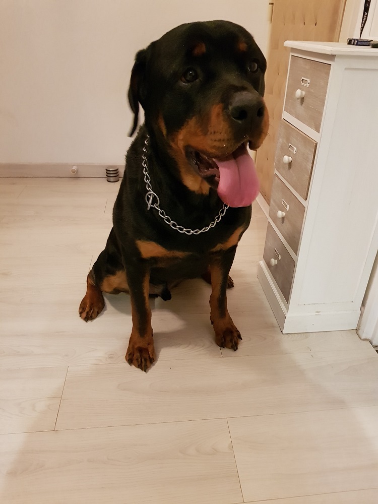 Photo d'un chien nommé Nismo