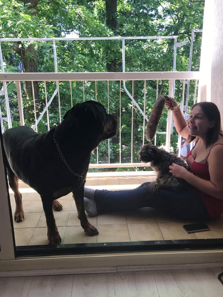 Photo d'un chien nommé Nismo