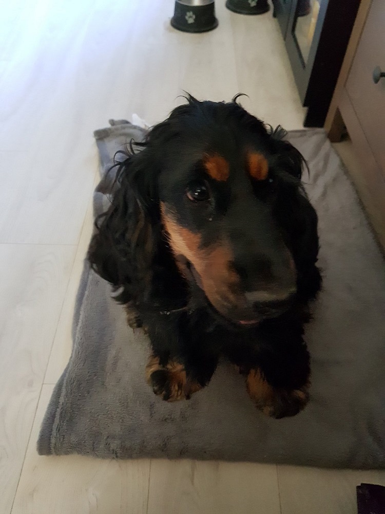 Photo d'un chien nommé Obade