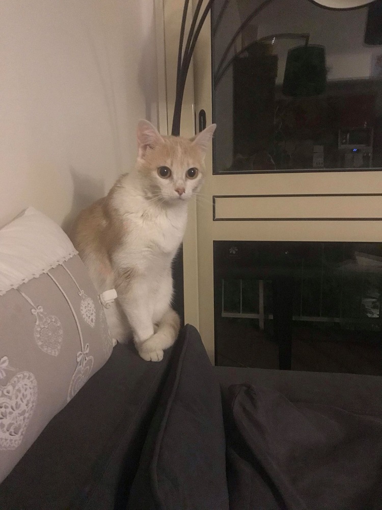 Photo d'un chat nommé Oslo