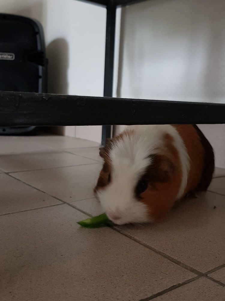 Photo d'un cochon d'inde nommé Snoopy
