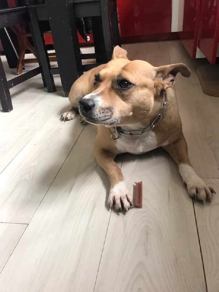 Photo d'un chien nommé Xena