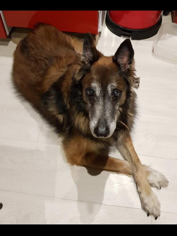 Photo d'un chien nommé Zeppo