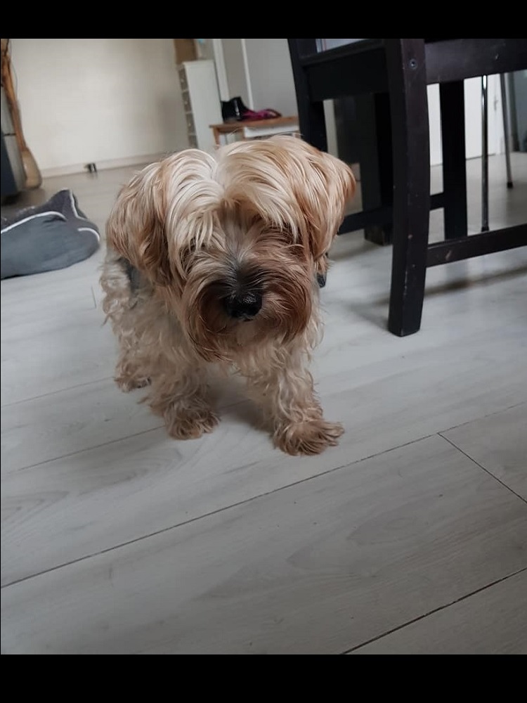 Photo d'un chien nommé Gaia