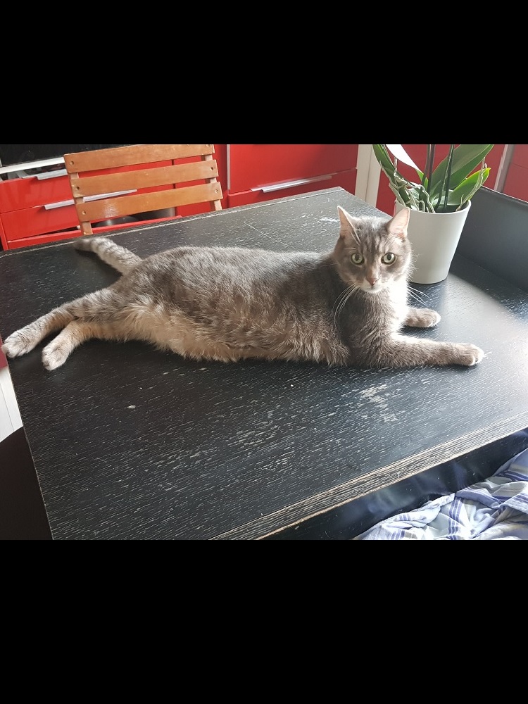 Photo d'un chat nommé Jack