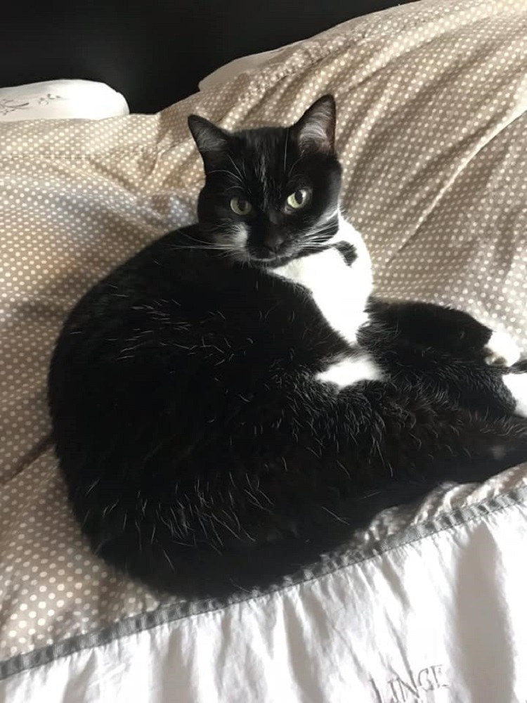 Photo d'un chat nommé Kuro