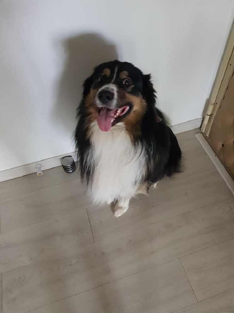 Photo d'un chien nommé Loki