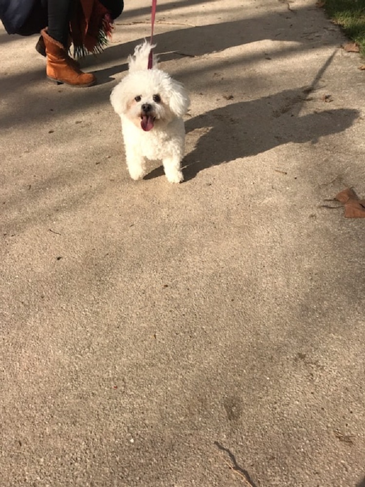 Photo d'un chien nommé Ouka