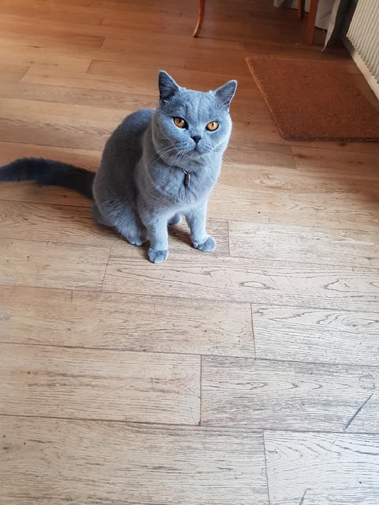 Photo d'un chat nommé Pika