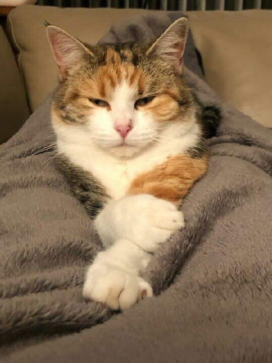 photo d'un chat qui s'étire