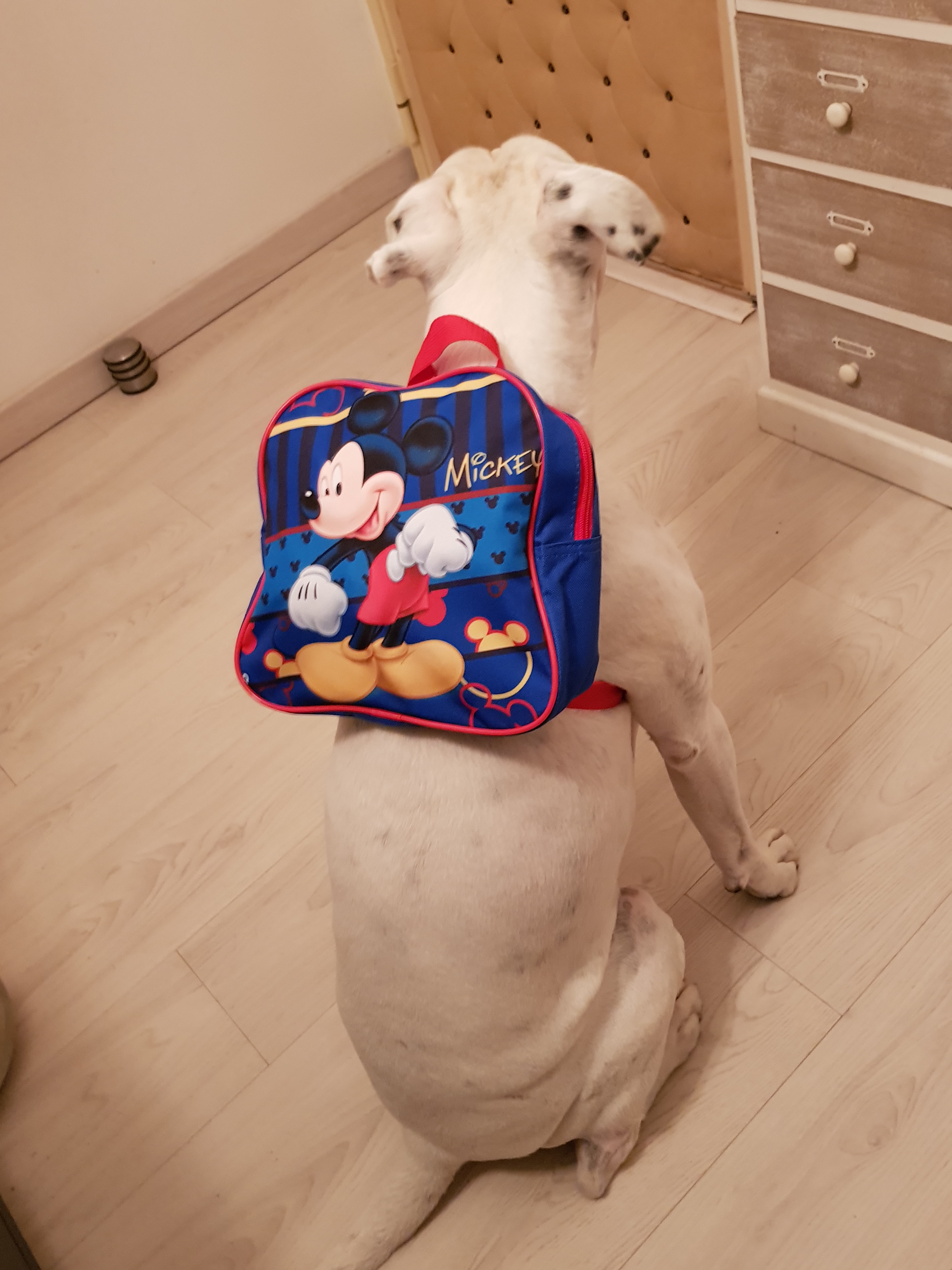 photo d'un chien avec un dac à dos