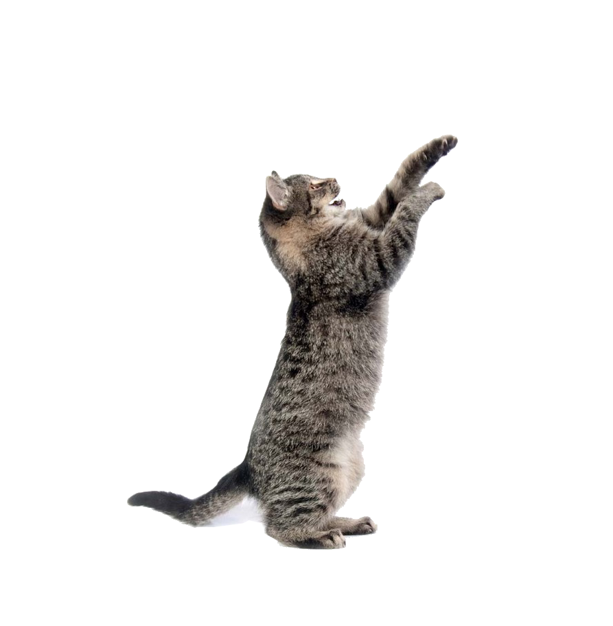 photo d'un chat qui joue
