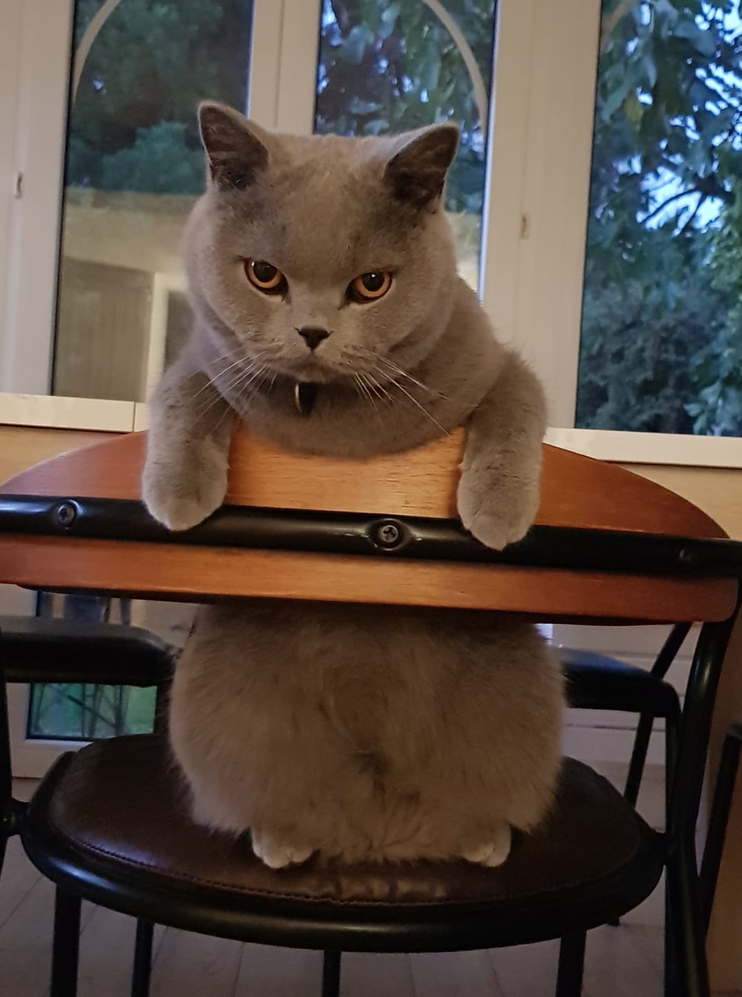 photo d'un chat attablé